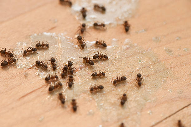 Best Best Pest Control Companies  in Polo, IL