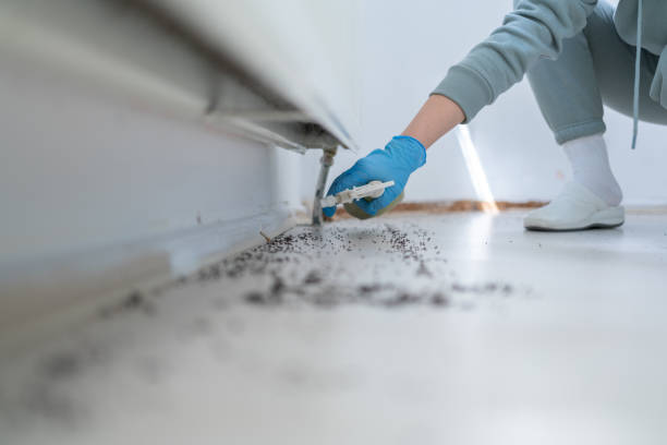 Best Ant Control Services  in Polo, IL